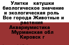 Улитки – катушки: биологическое значение и экологическая роль - Все города Животные и растения » Аквариумистика   . Мурманская обл.,Кировск г.